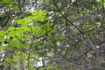 DSC_0999.JPG