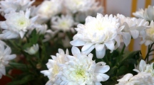 DSC05074.jpg